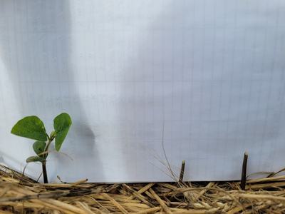 three soybean seedlings one has cotelydons two have been eaten by deer below the cotelydon node