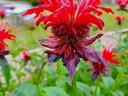 red flowered plant in a garden