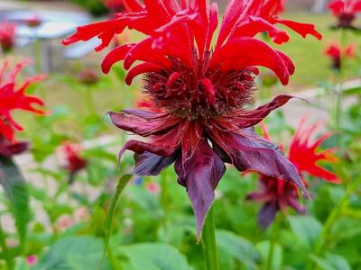 red flowered plant in a garden
