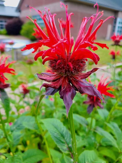 red flowered plant in a garden
