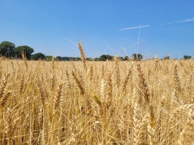 field of ripe wheat with clear sky