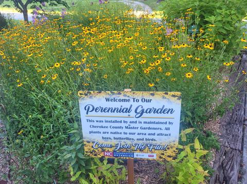 Riverwalk Garden Blooming