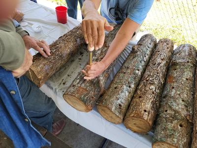 Shiitake Mushroom Workshop