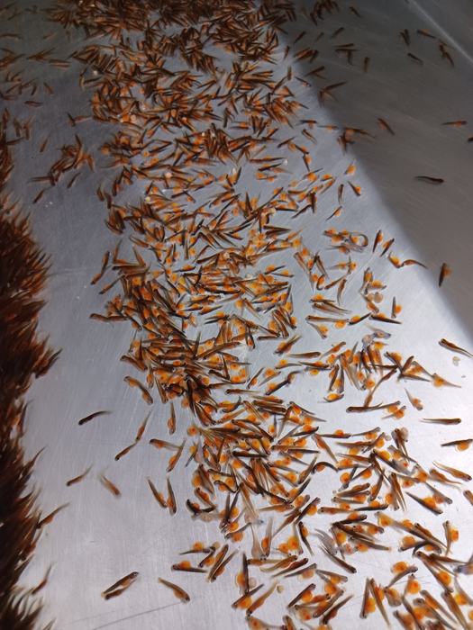 Trout Fry