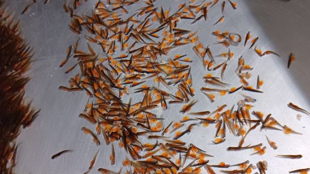 trout fry in hatchery