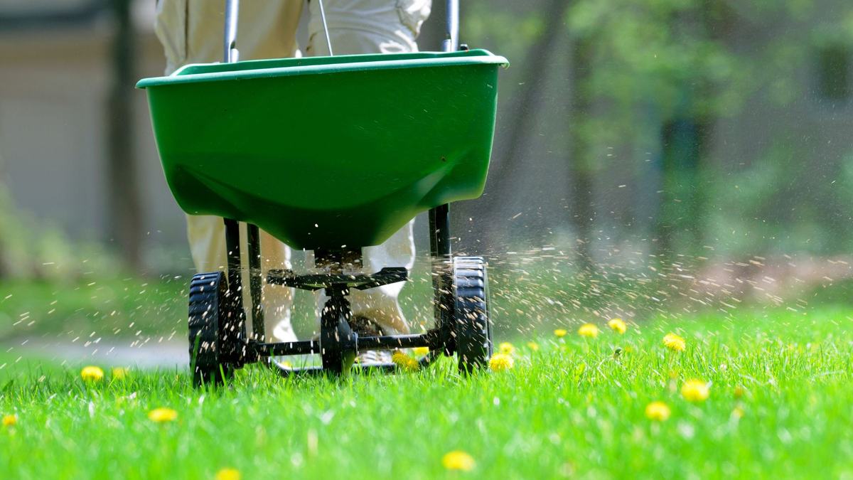 Wheelbarrow spreading seed on grass