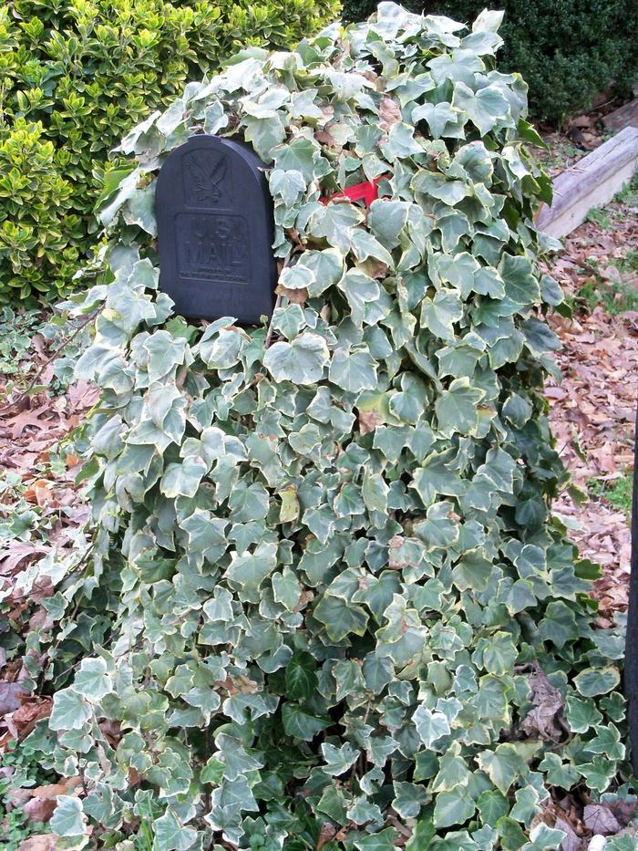 mailbox covered in ivy