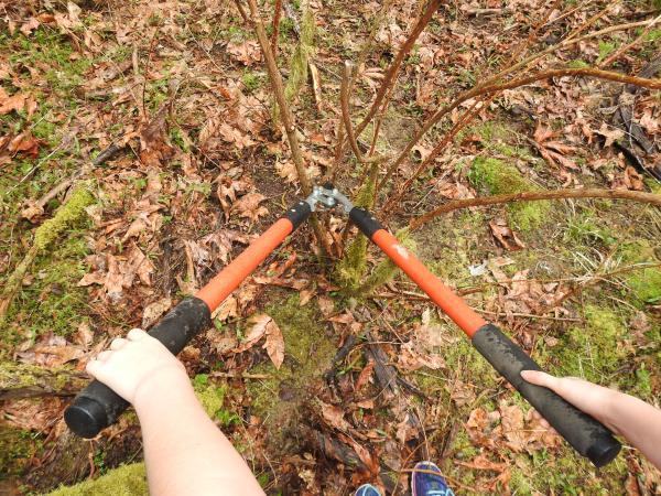 Hands using orange-handled loppers to cut a multi-stem shrub over leaf-covered ground