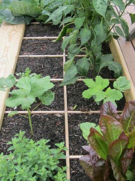 Raised wooden garden bed with grid squares containing young vegetable seedlings and red lettuce
