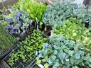 Multiple trays of young vegetable seedlings (lettuce and brassicas) on a nursery bench