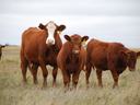 Cows in a field grazing.