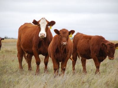 Cows in a field grazing.