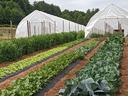 high tunnels with rows of vegetables growing in front