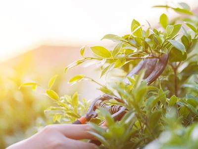 Tree branches with pruning sheers