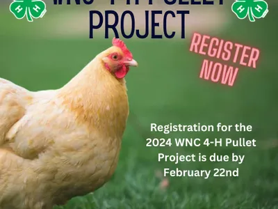 2024 Pullet Reg