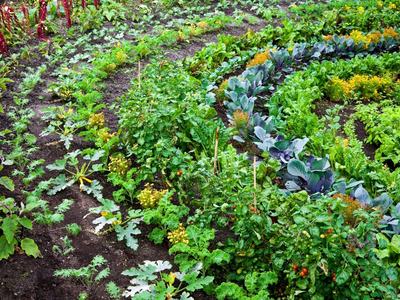 Curved garden beds with rows of leafy vegetables, cabbages, and tomato plants