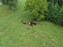 The bright pink patch is evident in this picture taken at 60 feet above the ground.