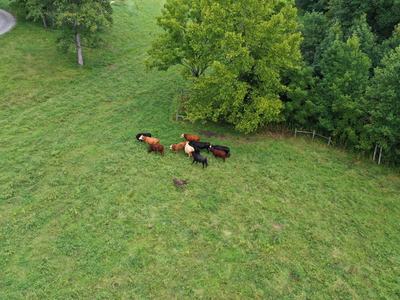 The bright pink patch is evident in this picture taken at 60 feet above the ground.