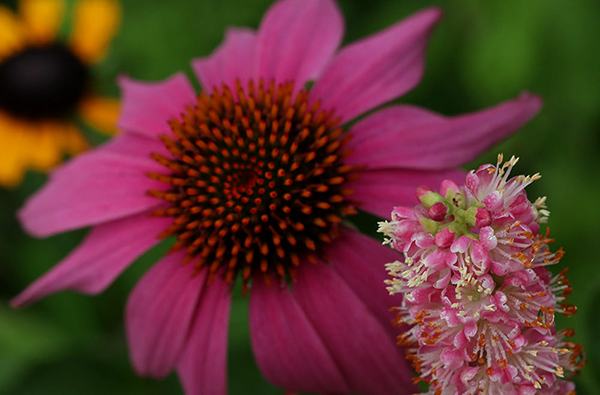 Orange coneflower, purple coneflower, and sweet pepperbush. 