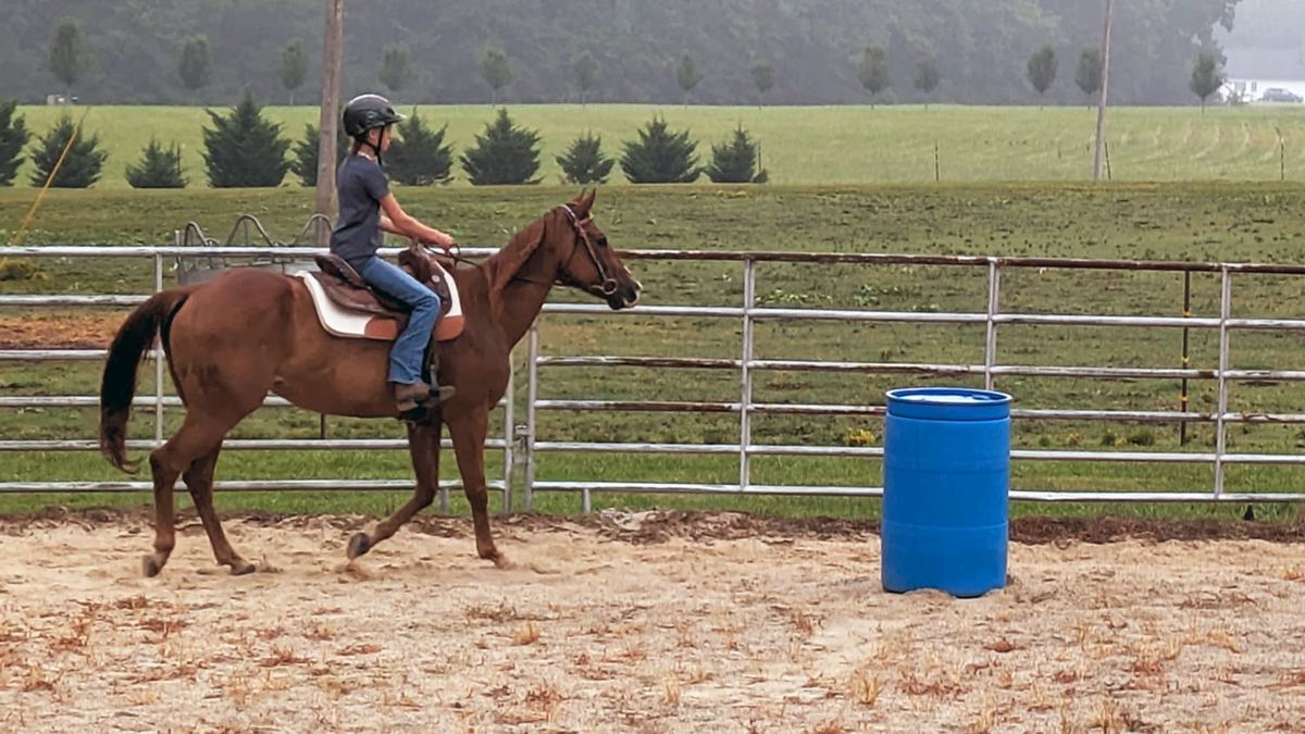 NC State Extension 4-H horse program equine husbandry