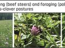 Grazing (beef steers) and foraging (pollinators) grass-clover pastures