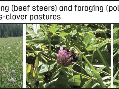 Grazing (beef steers) and foraging (pollinators) grass-clover pastures
