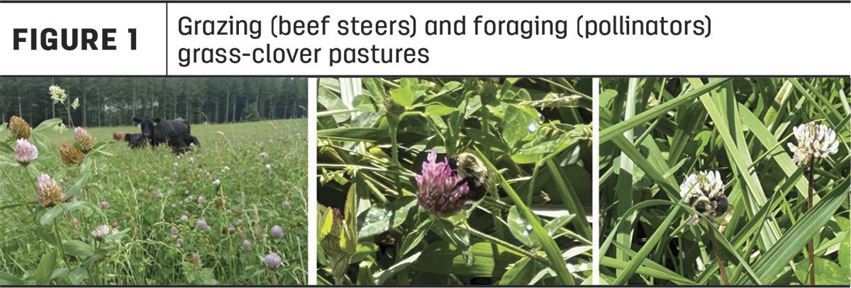 Grazing (beef steers) and foraging (pollinators) grass-clover pastures
