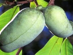 The Pawpaw is a fruit tree native to the Eastern United States. credit: USDA-ARS.