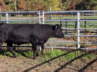 NC State Extension beef cattle bull breeding soundness exam