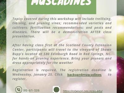 Backyard Muscadines workshop flyer — Scotland County Extension, Jan 29, 2024