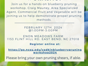 blueberry pruning