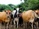 dairy cows
