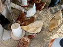 chickens
