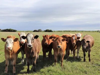 beef cattle