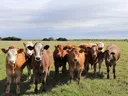 beef cattle