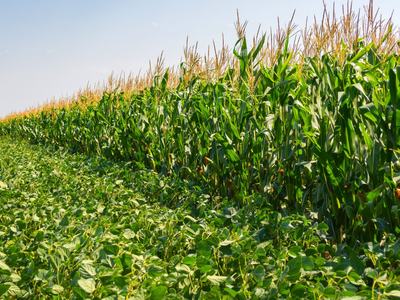 Field of corn and other greens
