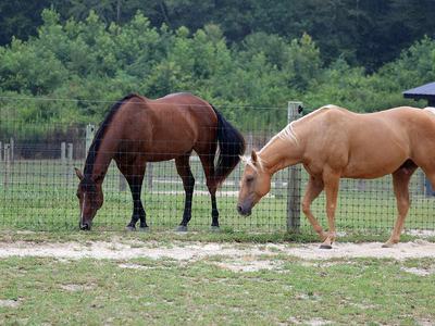 NC State Extension equine program horse husbandry