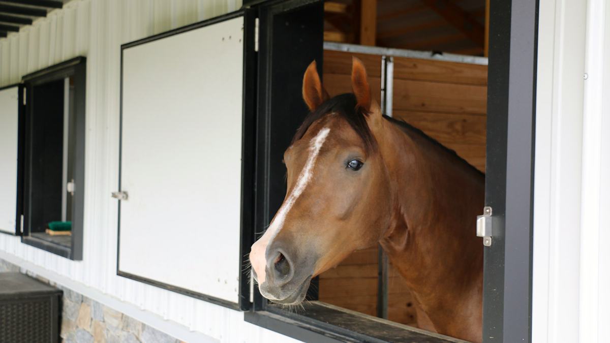 NC State Extension equine industry horse husbandry program