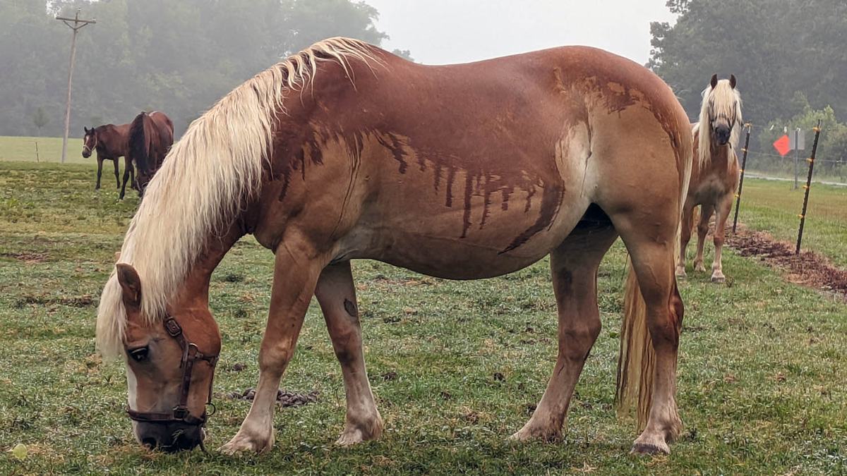 NC State Extension equine industry horse husbandry program