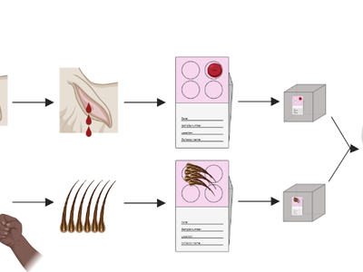 Sheep blood and hair sampling diagram leading to lab DNA testing for parentage