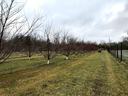 Picture of fruit trees in an orchard