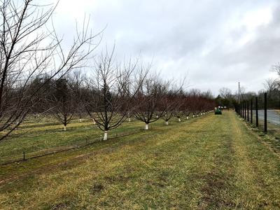 Picture of fruit trees in an orchard