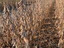 Rows of dried soybean plants with pods in a field.