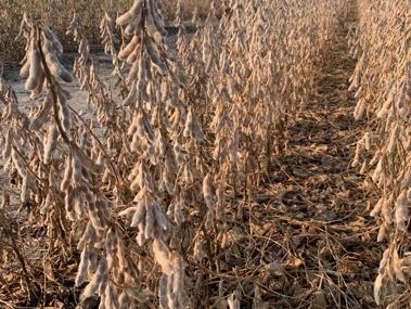 Rows of dried soybean plants with pods in a field.