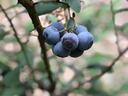 Cluster of ripe blueberries hanging from a leafy branch