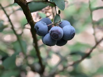 Cluster of ripe blueberries hanging from a leafy branch
