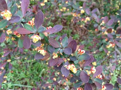 Japanese barberry