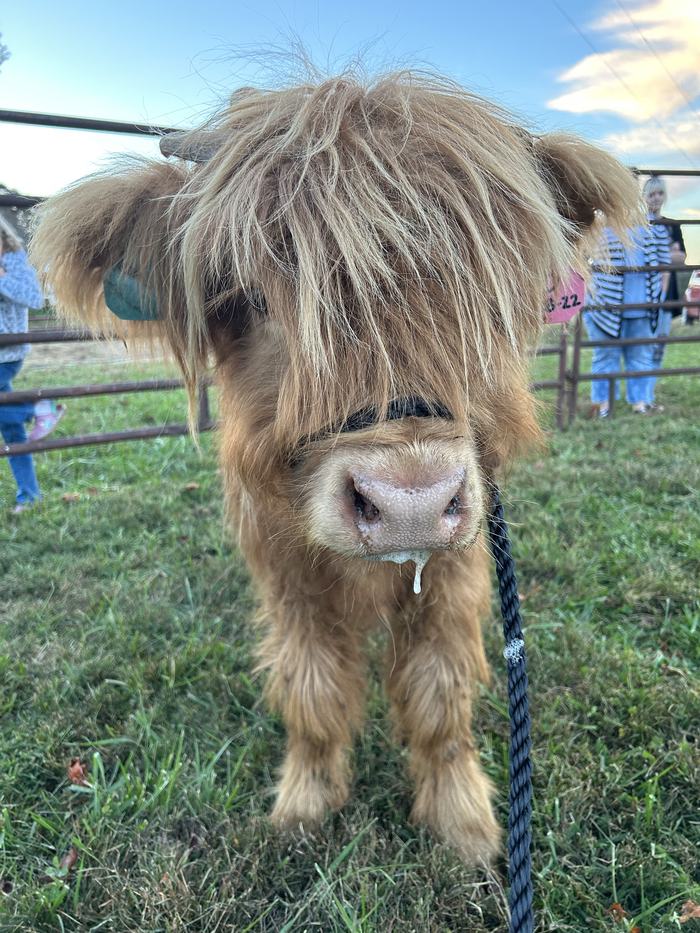 Highland calf at a workshop.