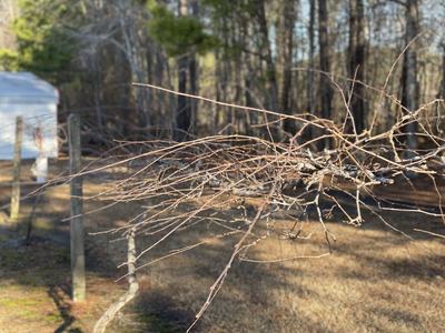 Vine located at the Extension Office showing the single wire trellis system.These vines have been trimmed with hedge trimmers at harvest (this past summer) and will be pruned to the spurs in mid-February.