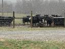 Cows in a field as snow falls around them.